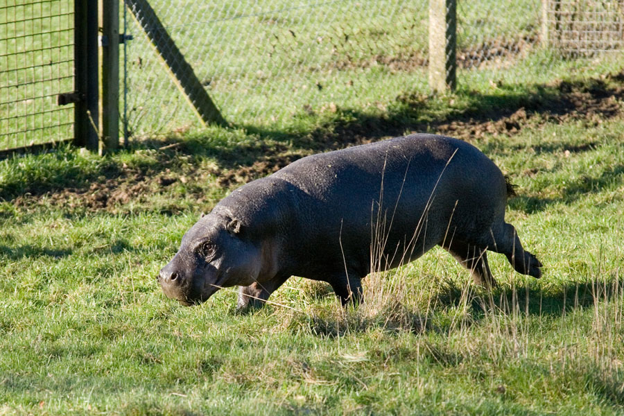 _MG_0439